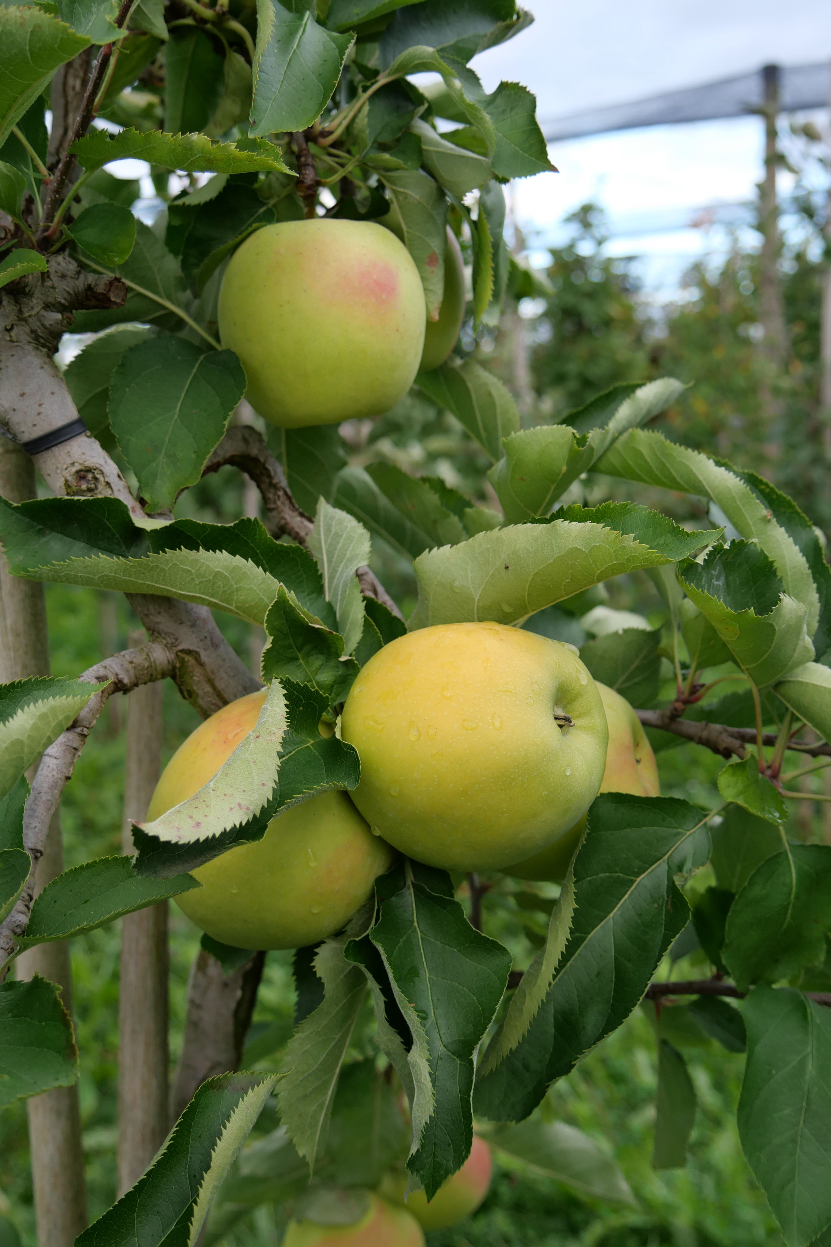Äpfel Mutsu vom Obsthof Kunz aus Ehrenkirchen-Offnadingen, 1 kg